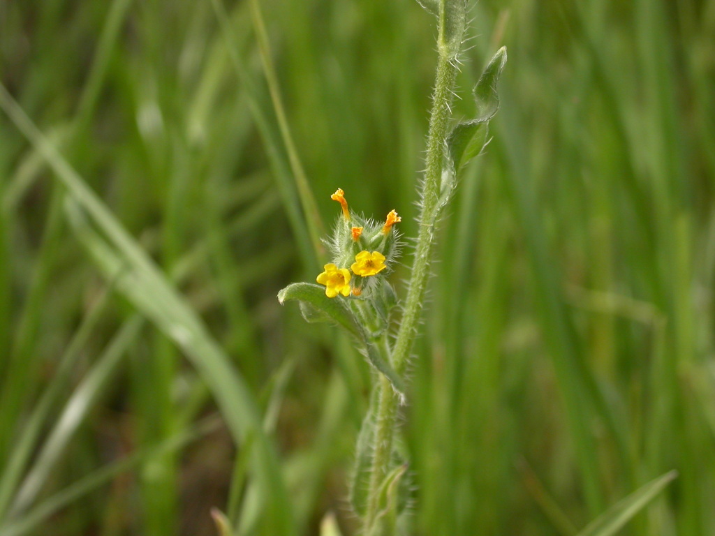 Amsinckia calycina (hero image)