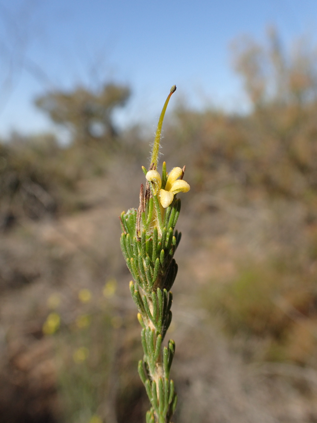 Adenanthos terminalis (hero image)