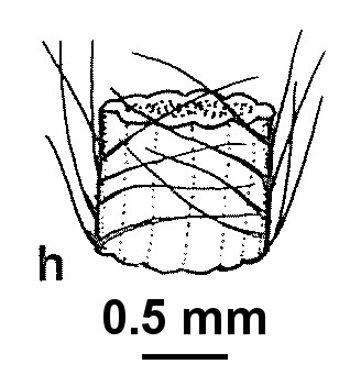 Patersonia sericea var. longifolia (hero image)