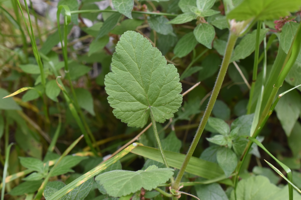 Erodium malacoides (hero image)