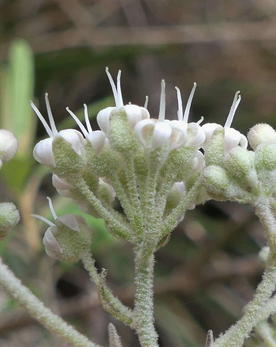 Astrotricha asperifolia (hero image)