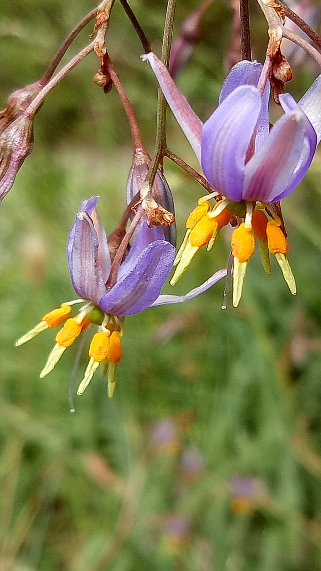 Dianella amoena (hero image)