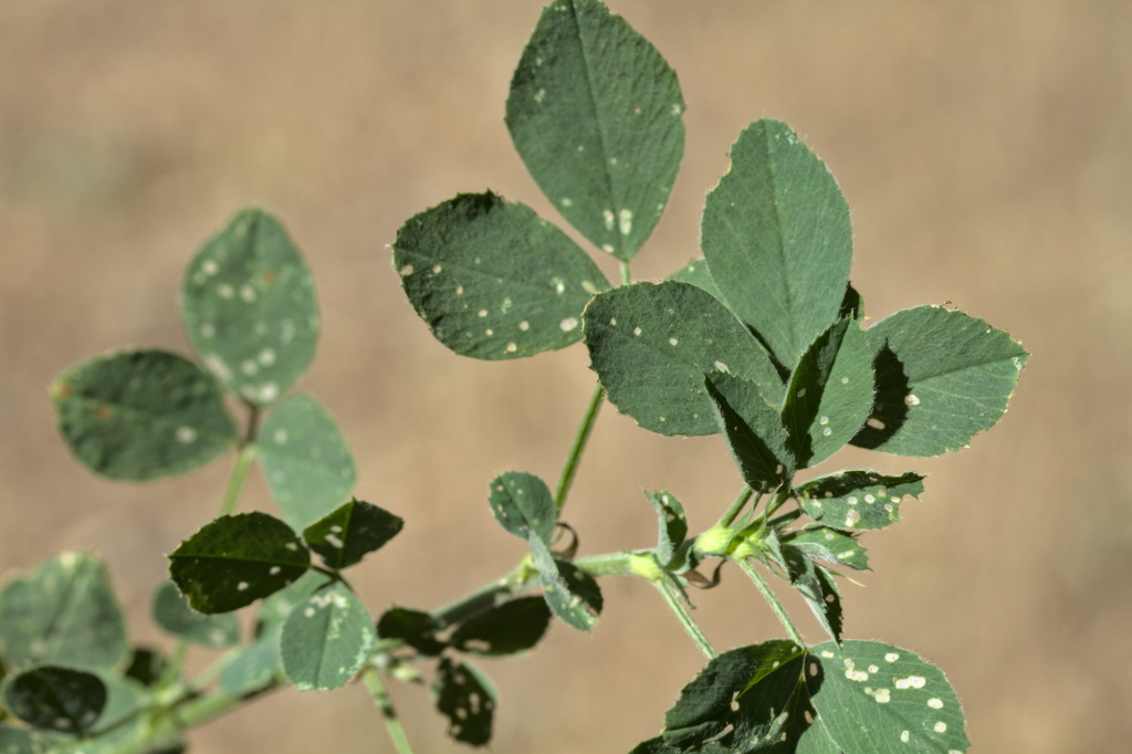 Medicago sativa subsp. sativa (hero image)