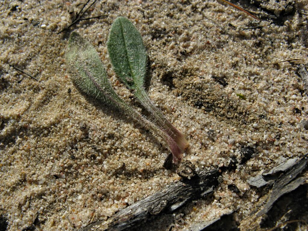 Plantago hispida (hero image)