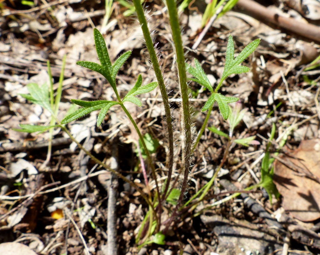 Ranunculus pachycarpus (hero image)