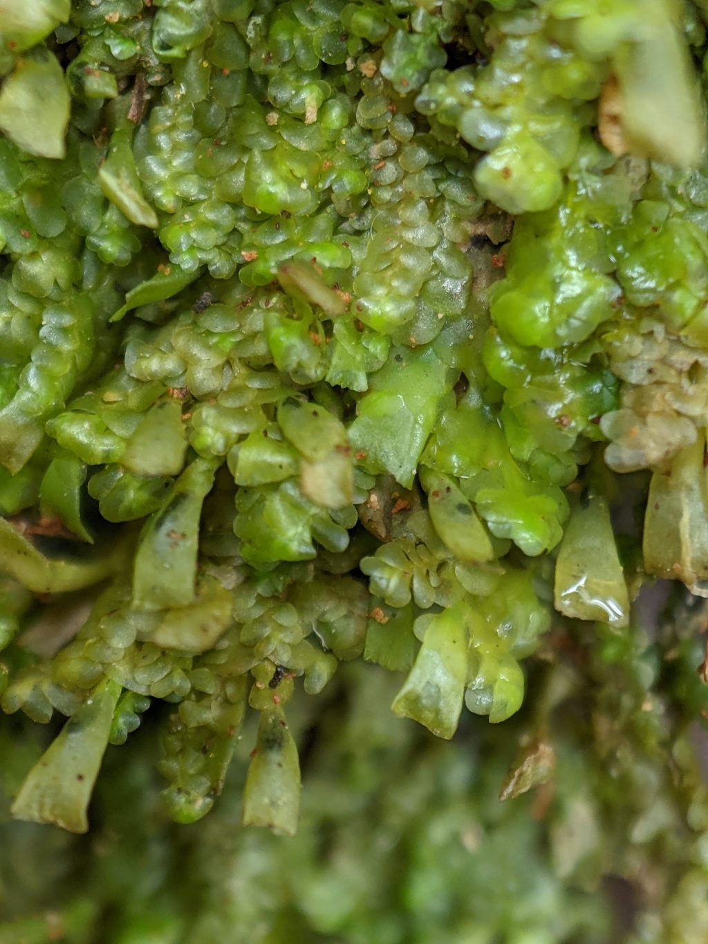 Radula buccinifera (hero image)