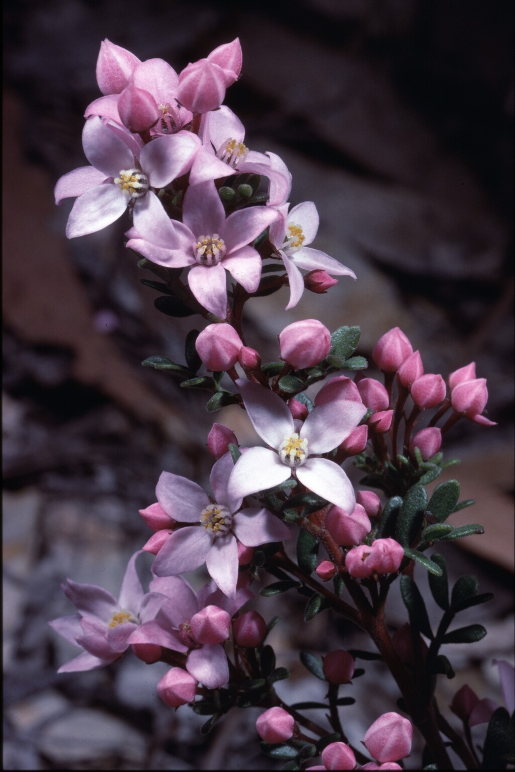 Boronia citrata (hero image)