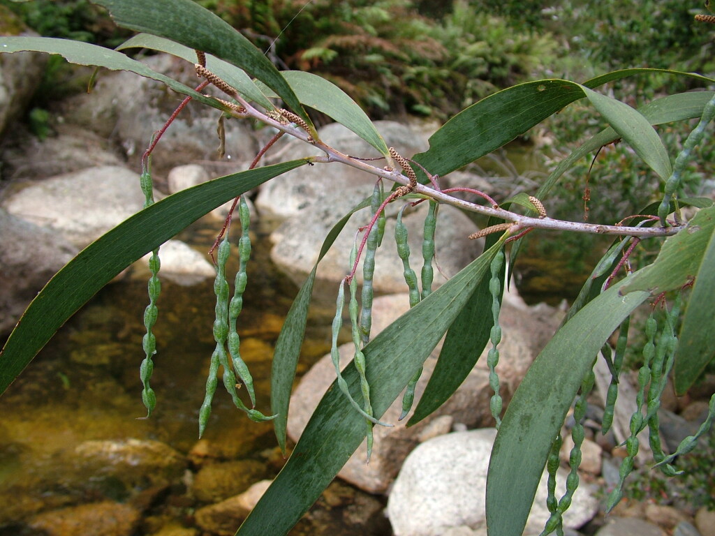 Acacia dallachiana (hero image)