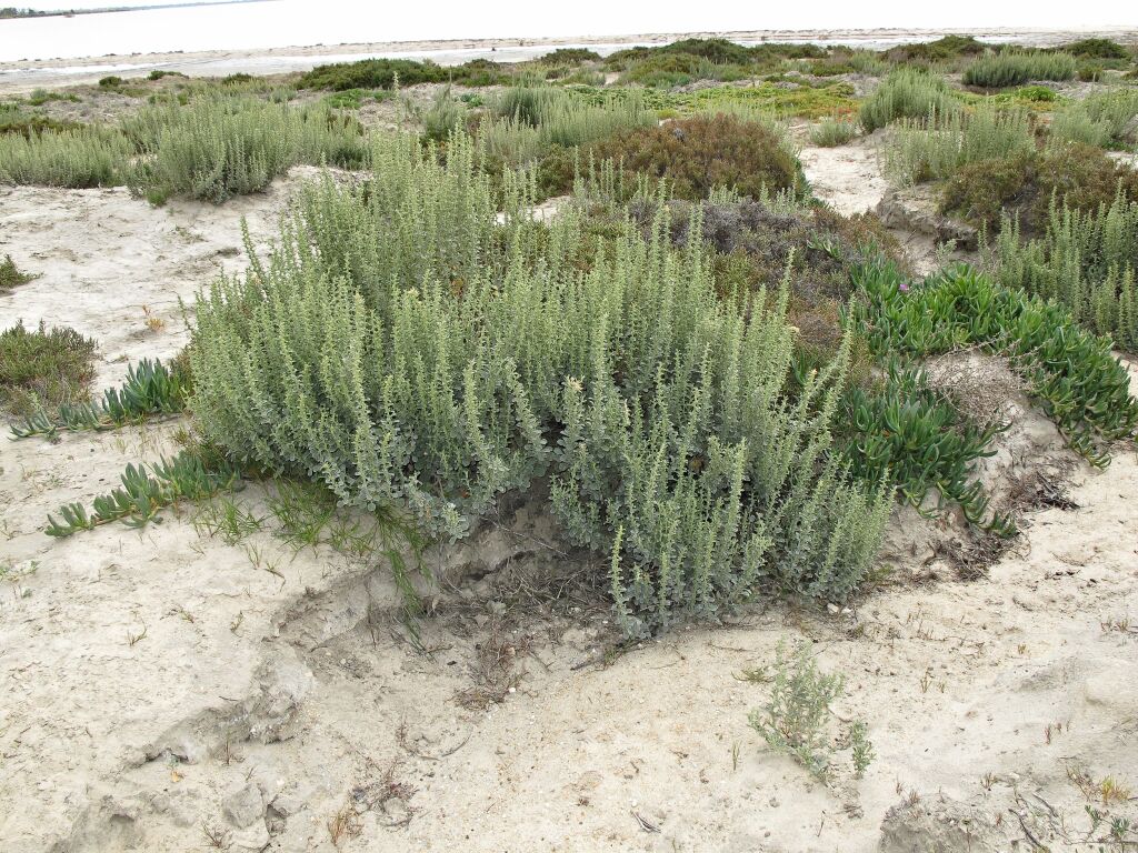 Lawrencia glomerata (hero image)