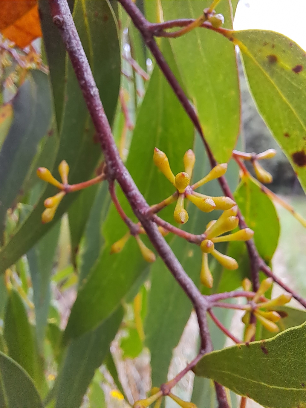 Eucalyptus regnans (hero image)