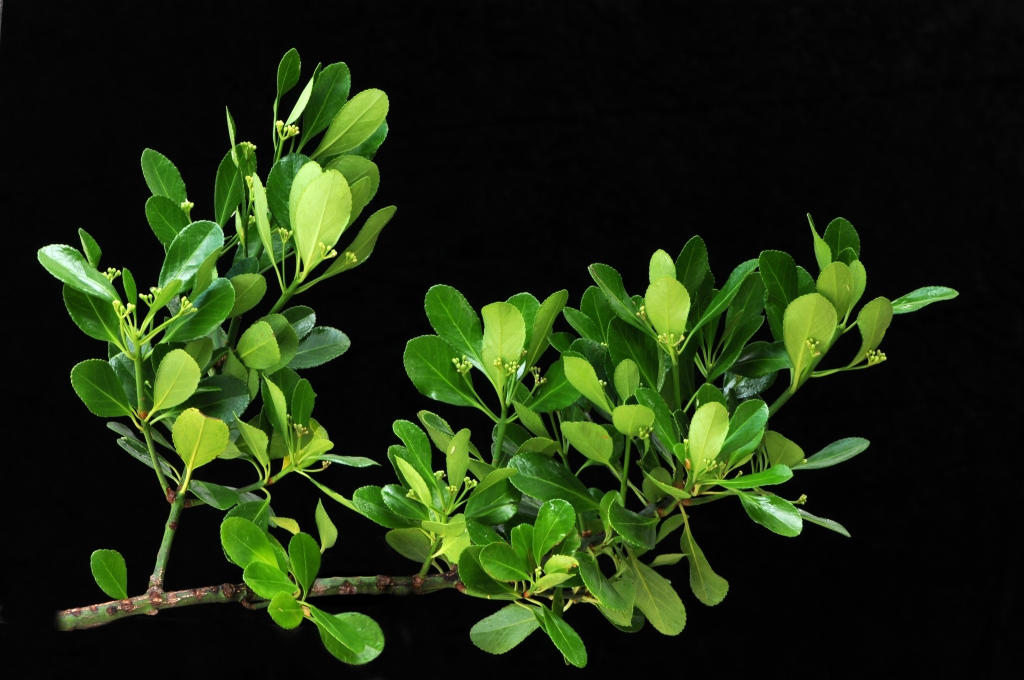 Euonymus (hero image)