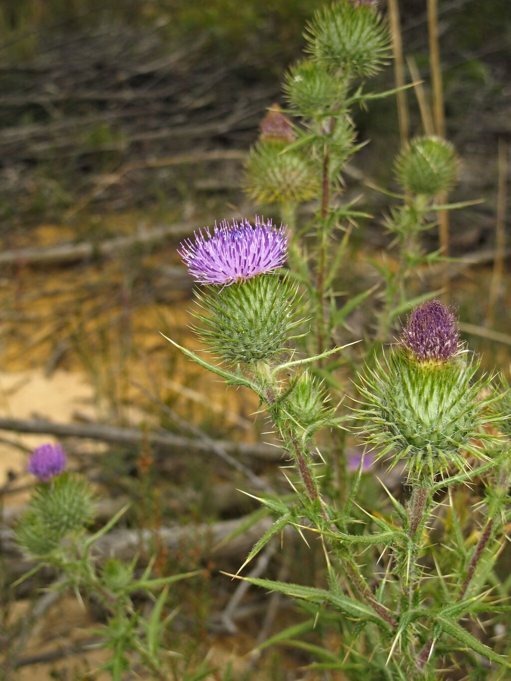 Cirsium (hero image)