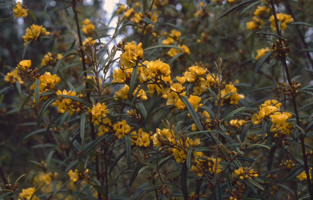 Oxylobium arborescens (hero image)