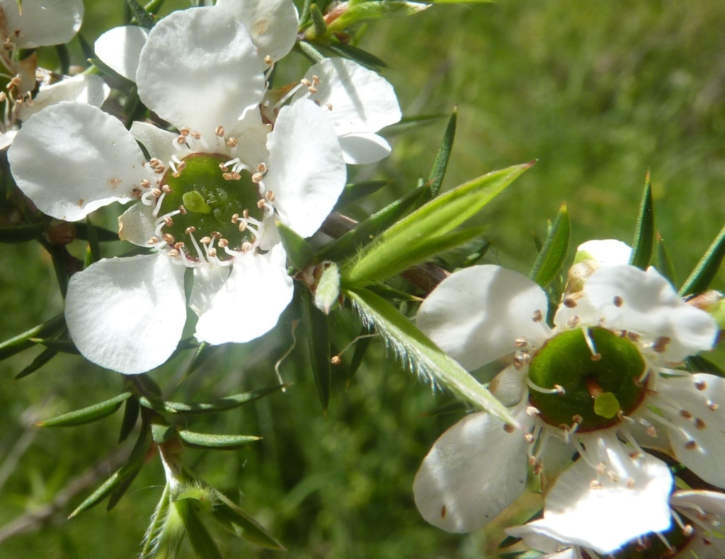 Leptospermum continentale (hero image)