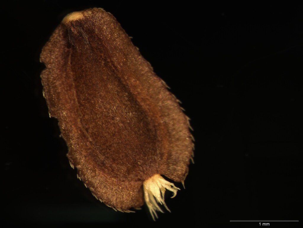 Brachyscome spathulata (hero image)