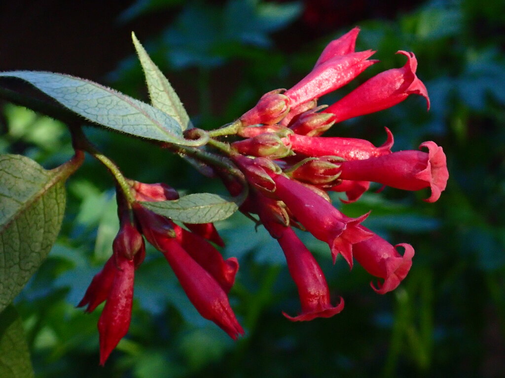 Cestrum elegans (hero image)