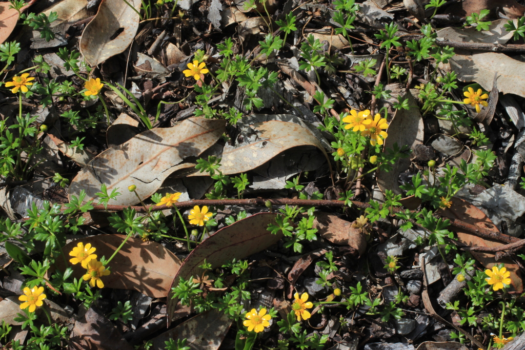 Ranunculus glabrifolius (hero image)