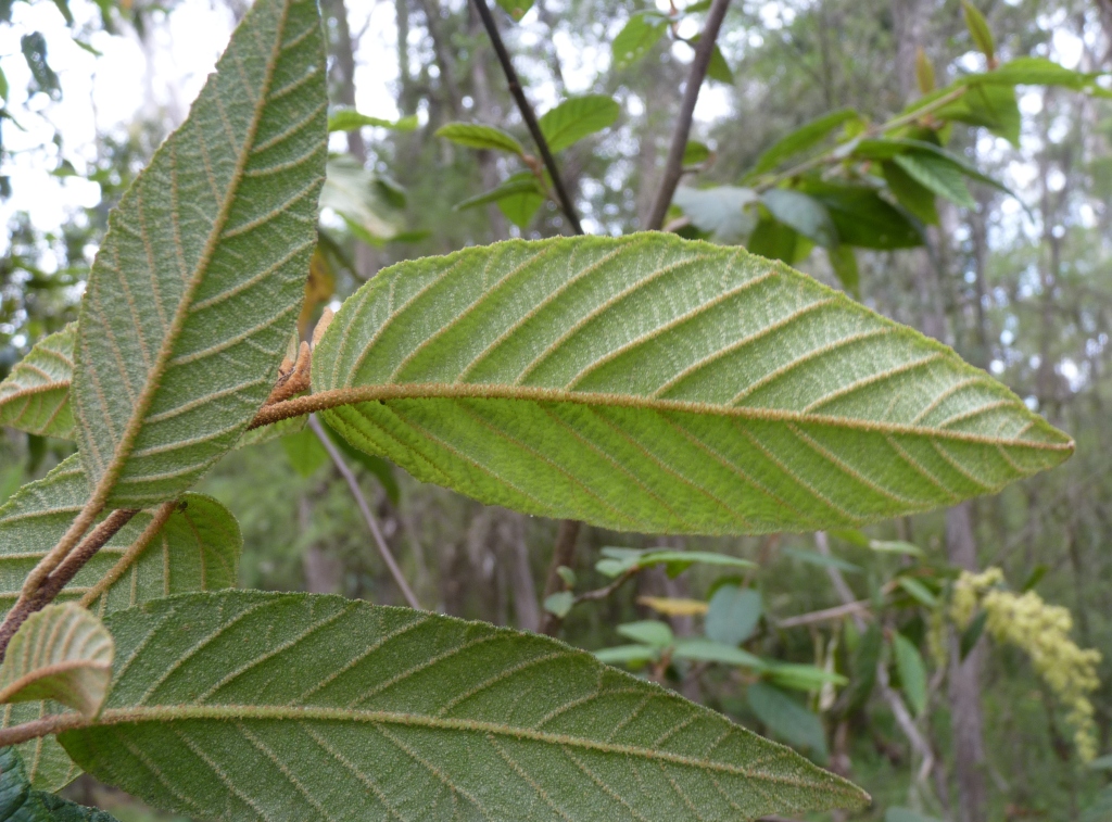 Pomaderris aspera (hero image)