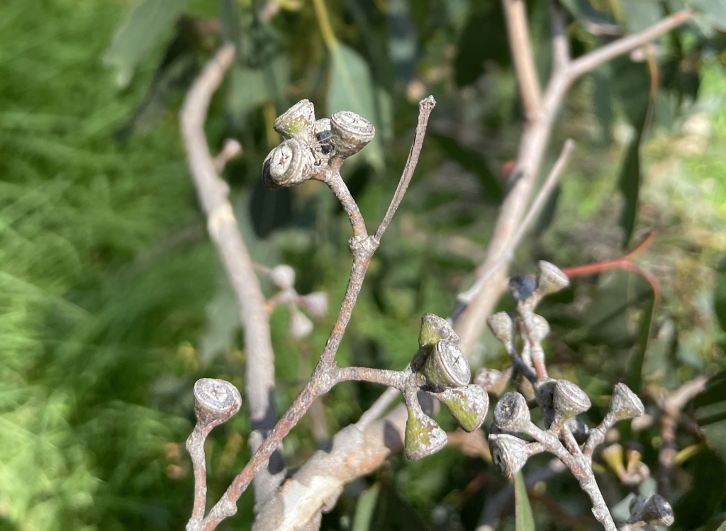 Eucalyptus strzeleckii (hero image)