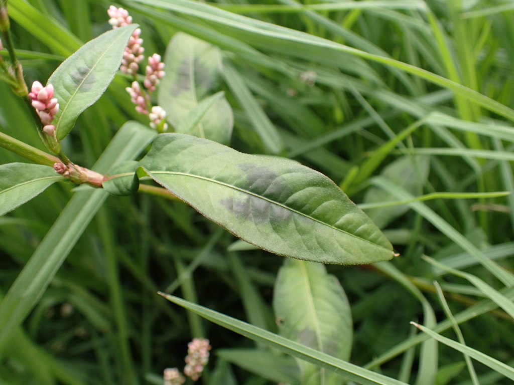 Persicaria maculosa (hero image)