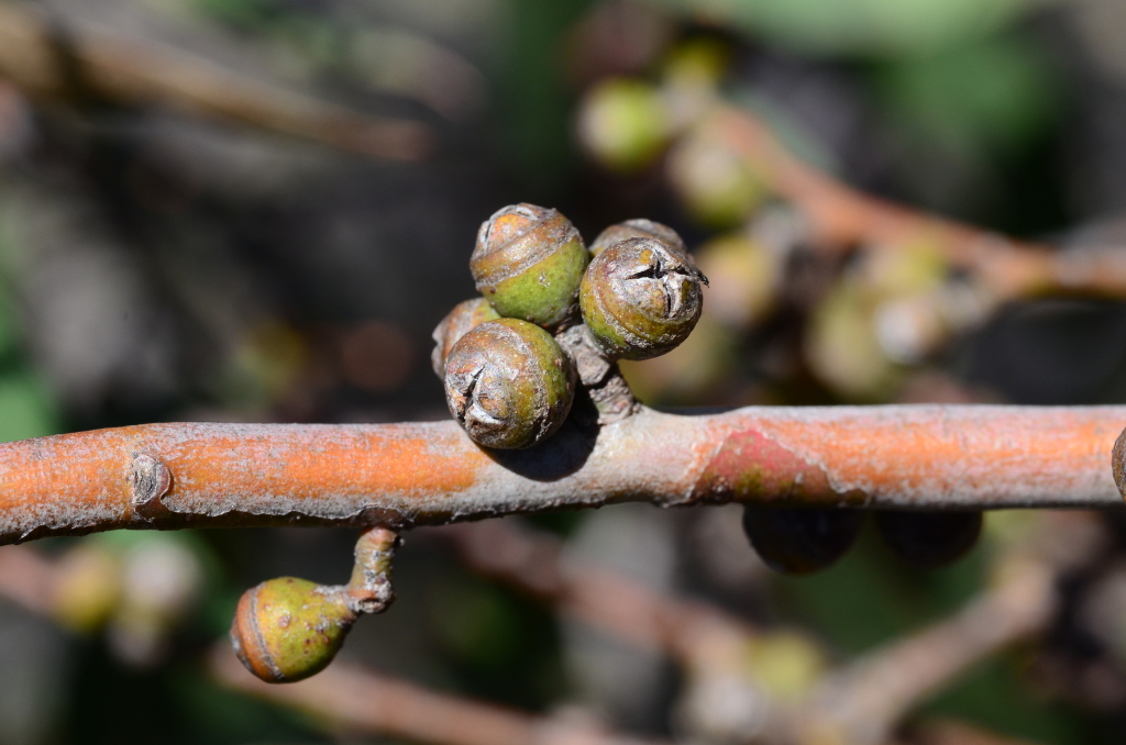 Eucalyptus sabulosa (hero image)