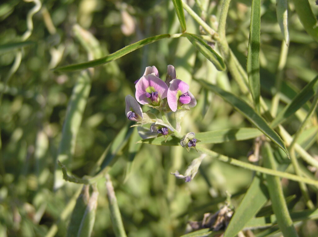 Glycine canescens (hero image)