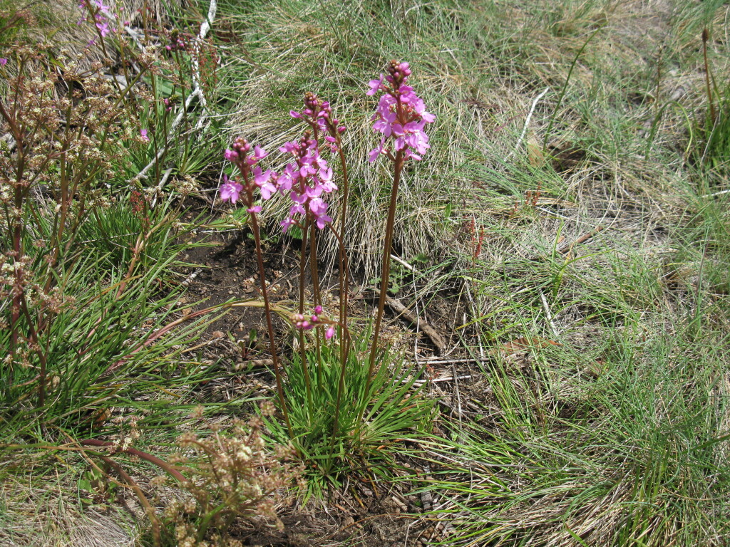 Stylidium montanum (hero image)