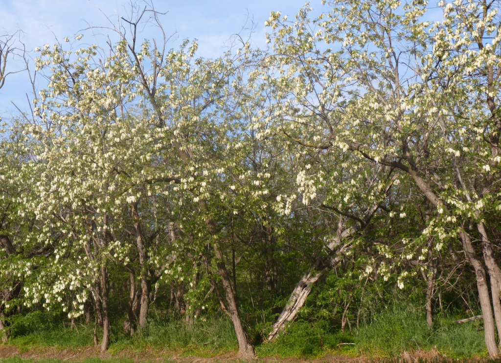 Robinia pseudoacacia (hero image)