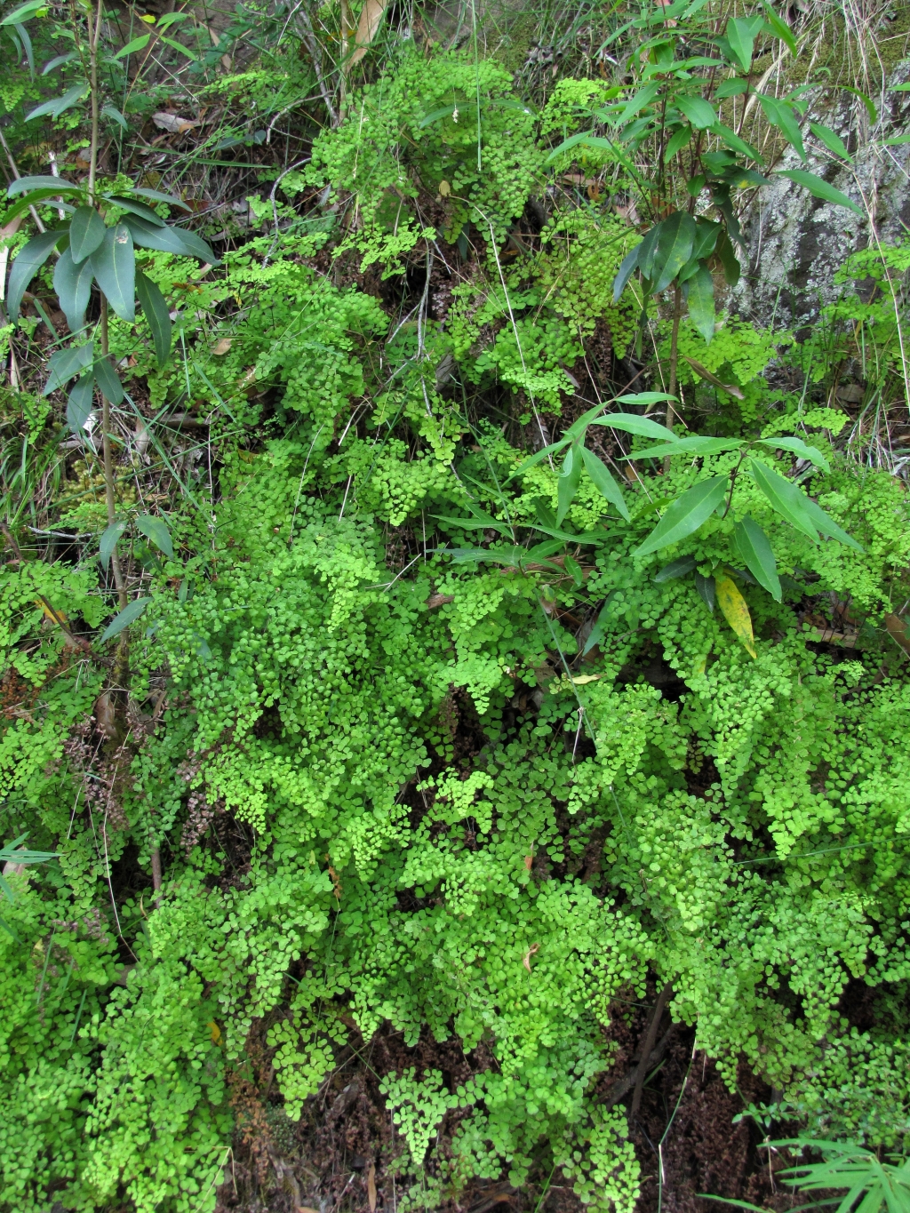 Adiantum (hero image)