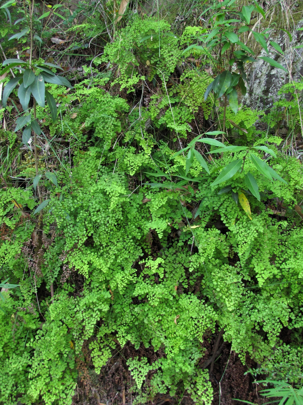 Adiantum aethiopicum (hero image)