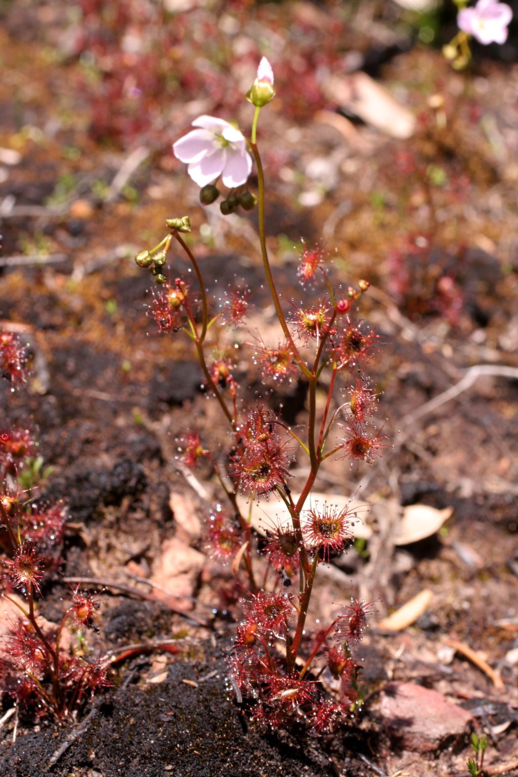 Drosera auriculata (hero image)