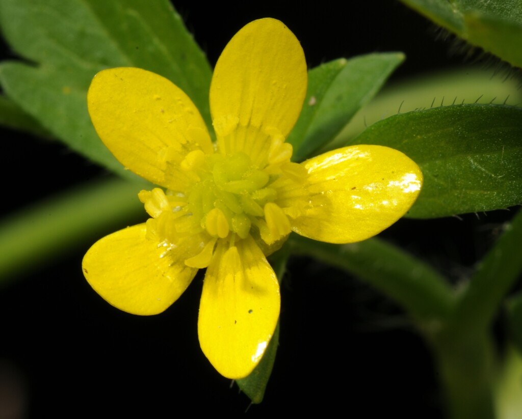 Ranunculus muricatus (hero image)