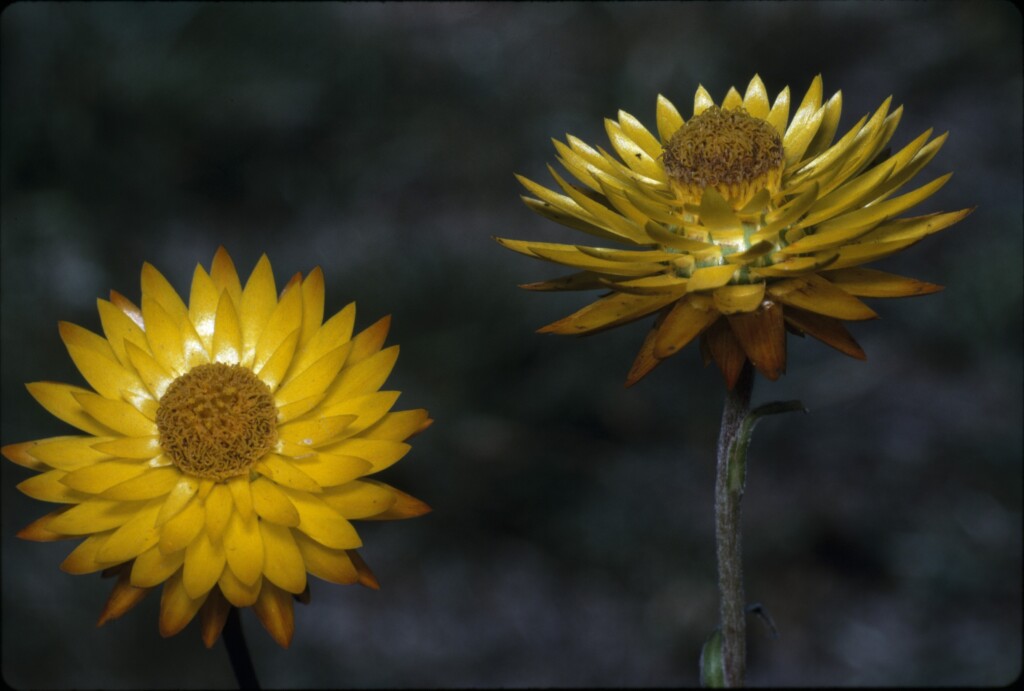 Xerochrysum bracteatum (hero image)