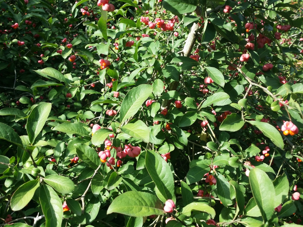 Euonymus europaeus (hero image)