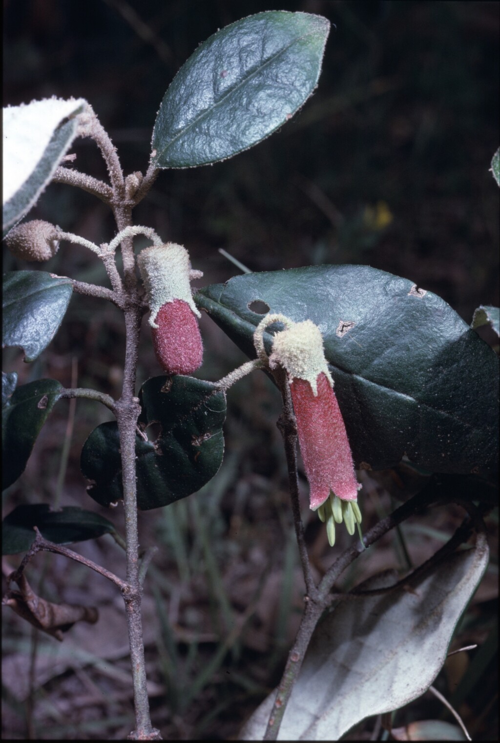 Correa lawrenceana var. latrobeana (hero image)