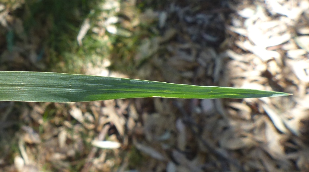 Setaria viridis (hero image)