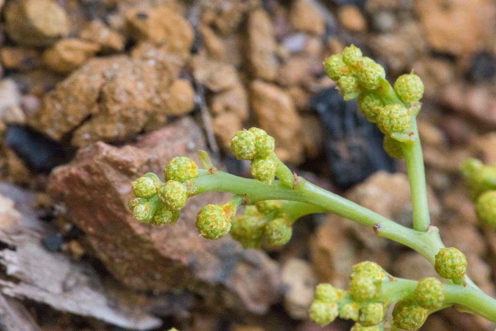 Acacia falciformis (hero image)