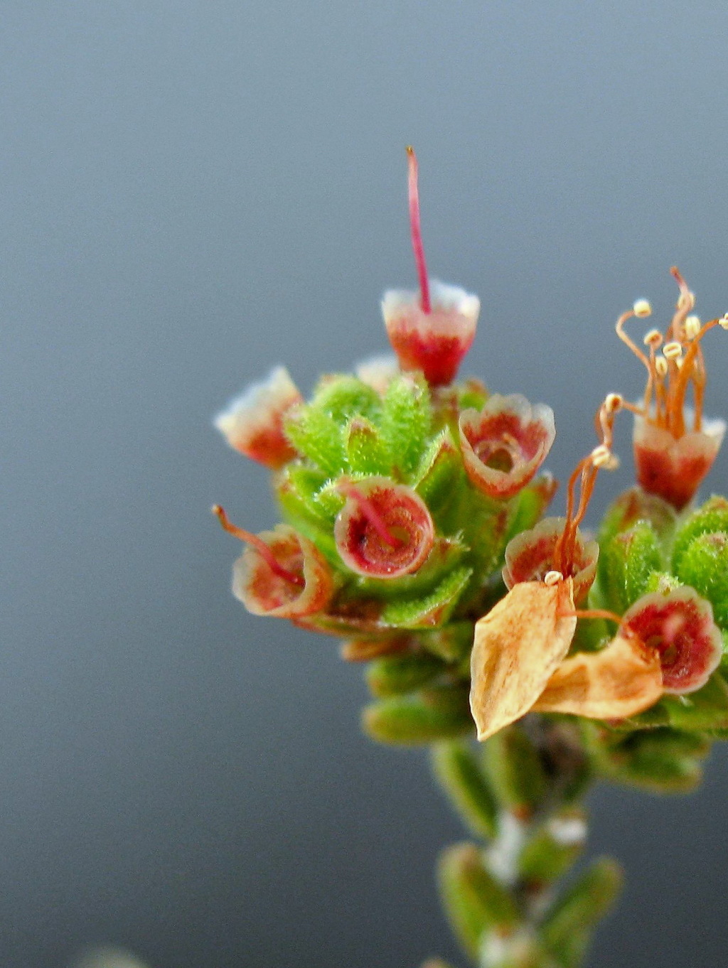 Calytrix alpestris (hero image)