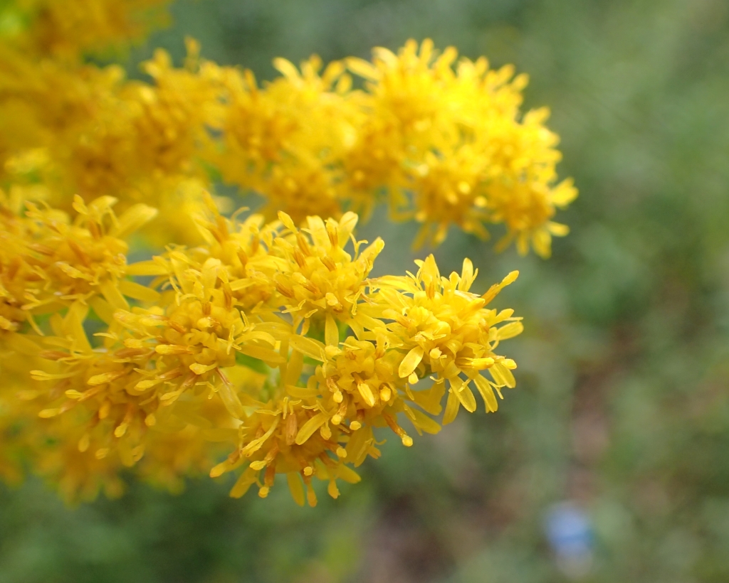 Solidago (hero image)