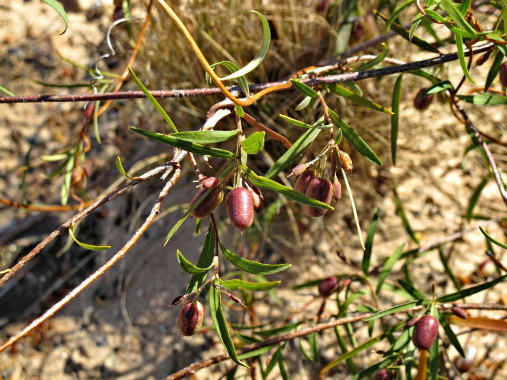 Billardiera cymosa (hero image)