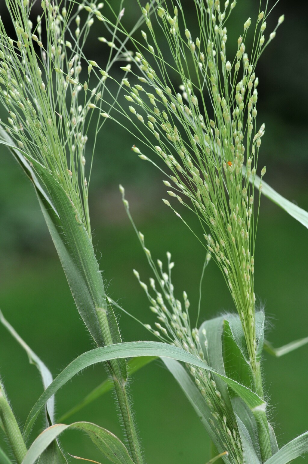 Panicum hillmanii (hero image)