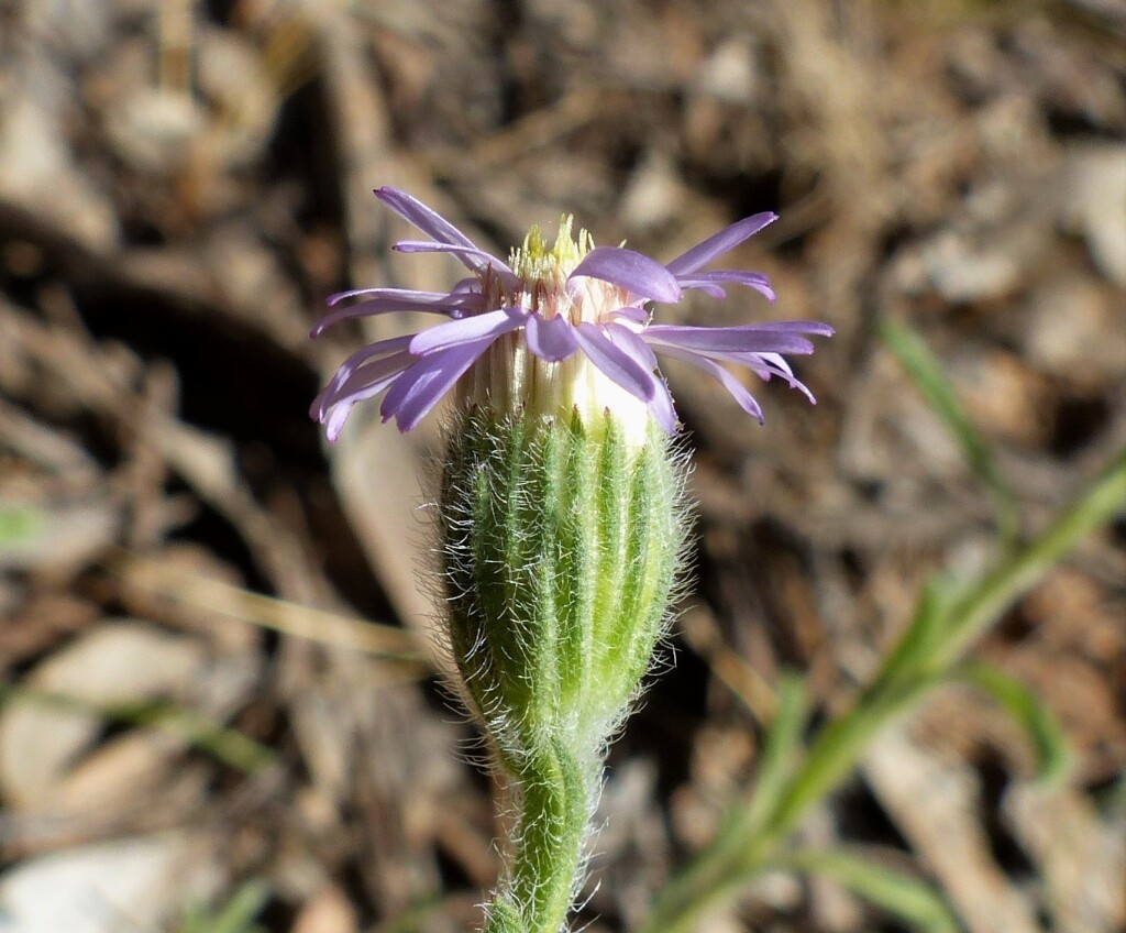 Vittadinia cuneata (hero image)