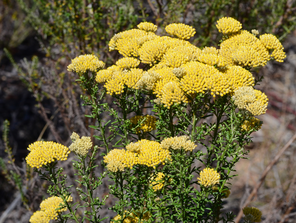 Ozothamnus retusus (hero image)