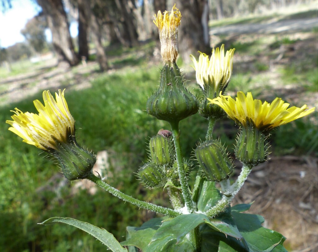 Sonchus (hero image)