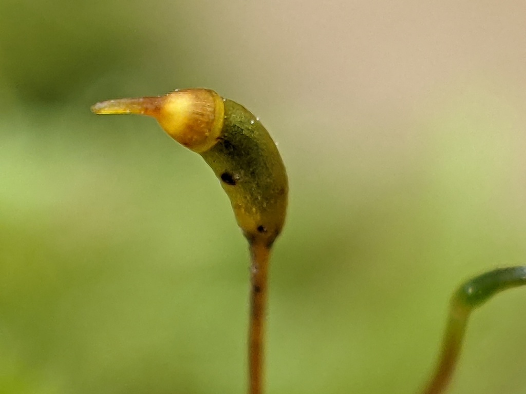 Rhynchostegium laxatum (hero image)