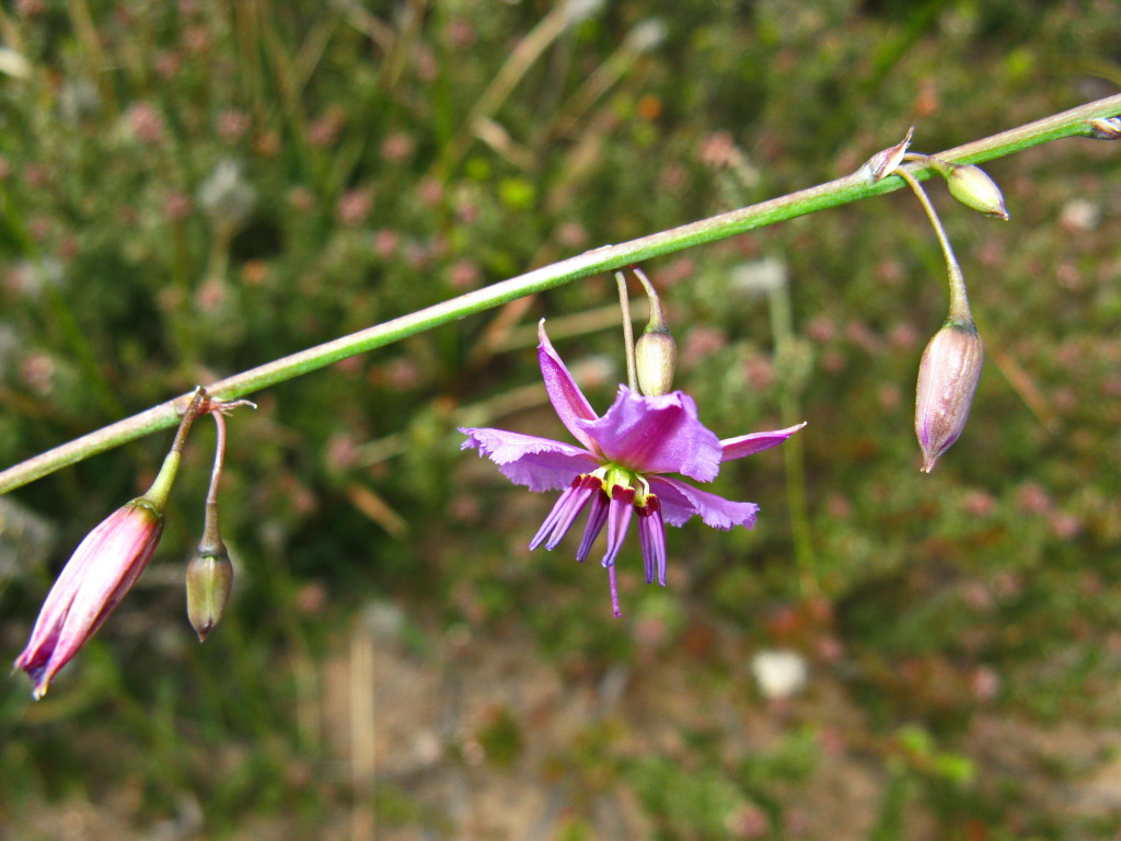 Arthropodium fimbriatum (hero image)