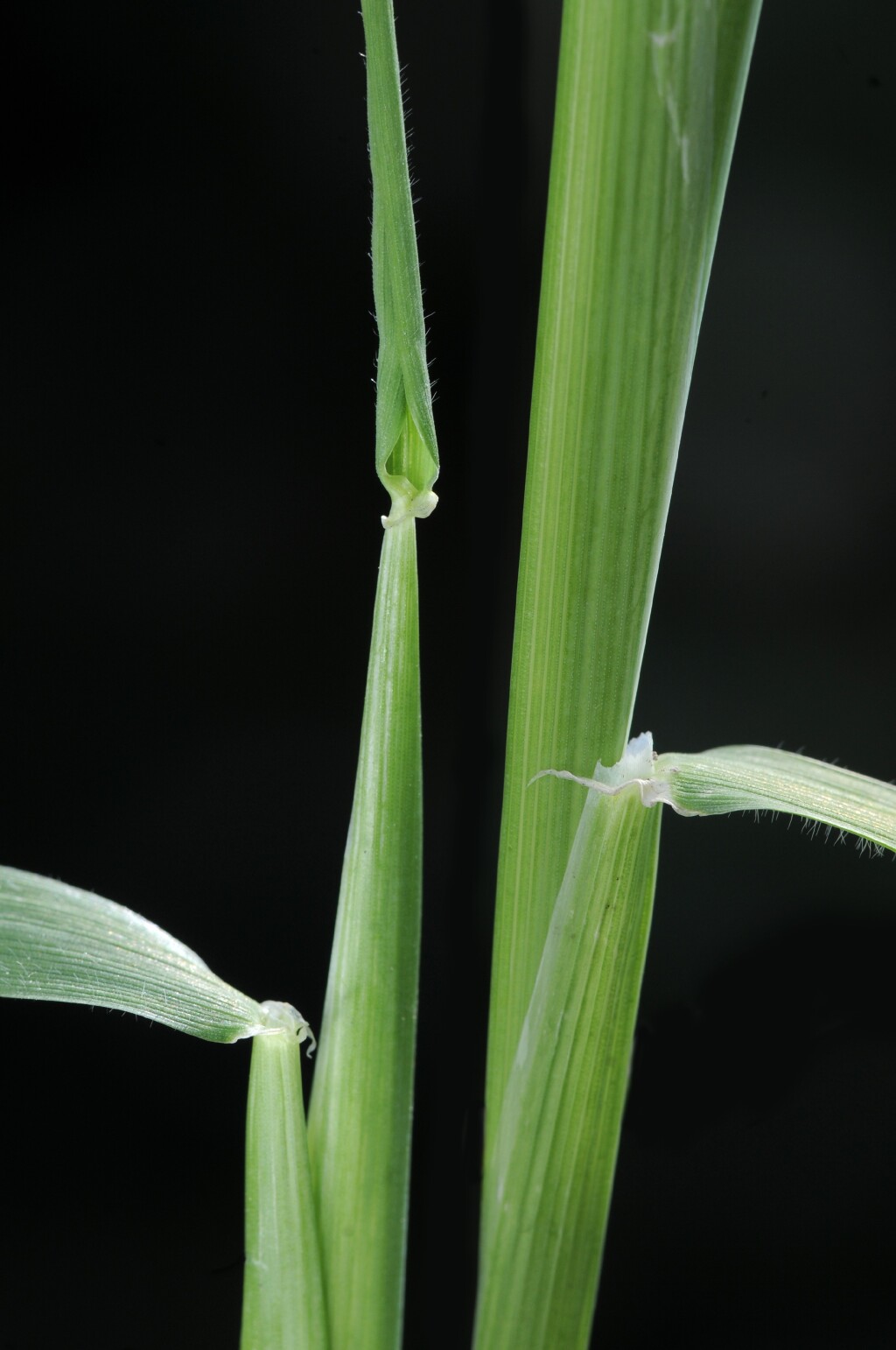 Hordeum leporinum (hero image)