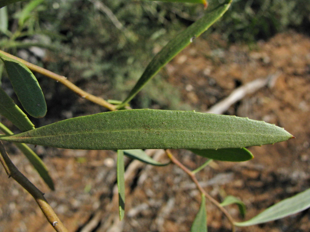 Myoporum platycarpum subsp. platycarpum (hero image)