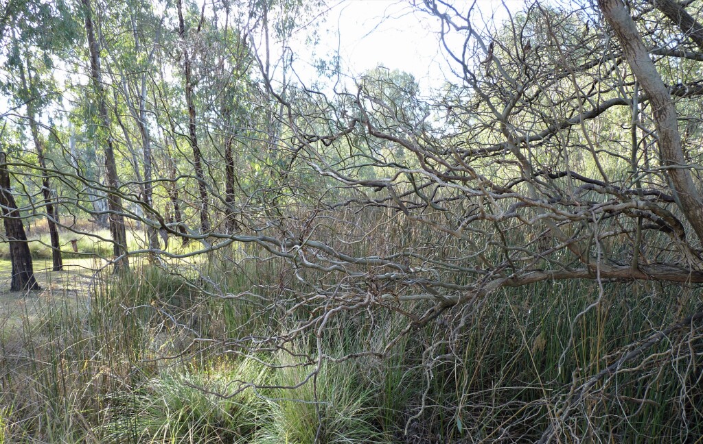 Salix matsudana 'Tortuosa' (hero image)