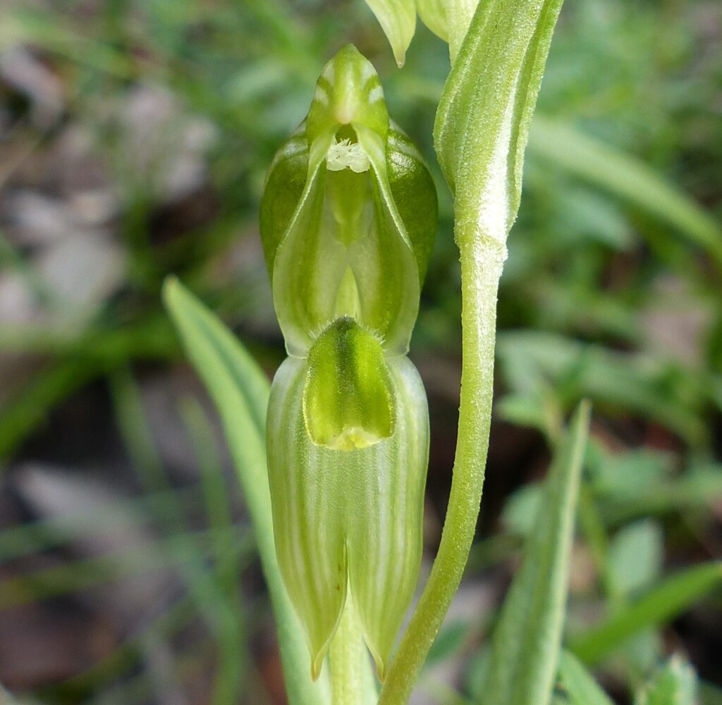 Pterostylis smaragdyna (hero image)